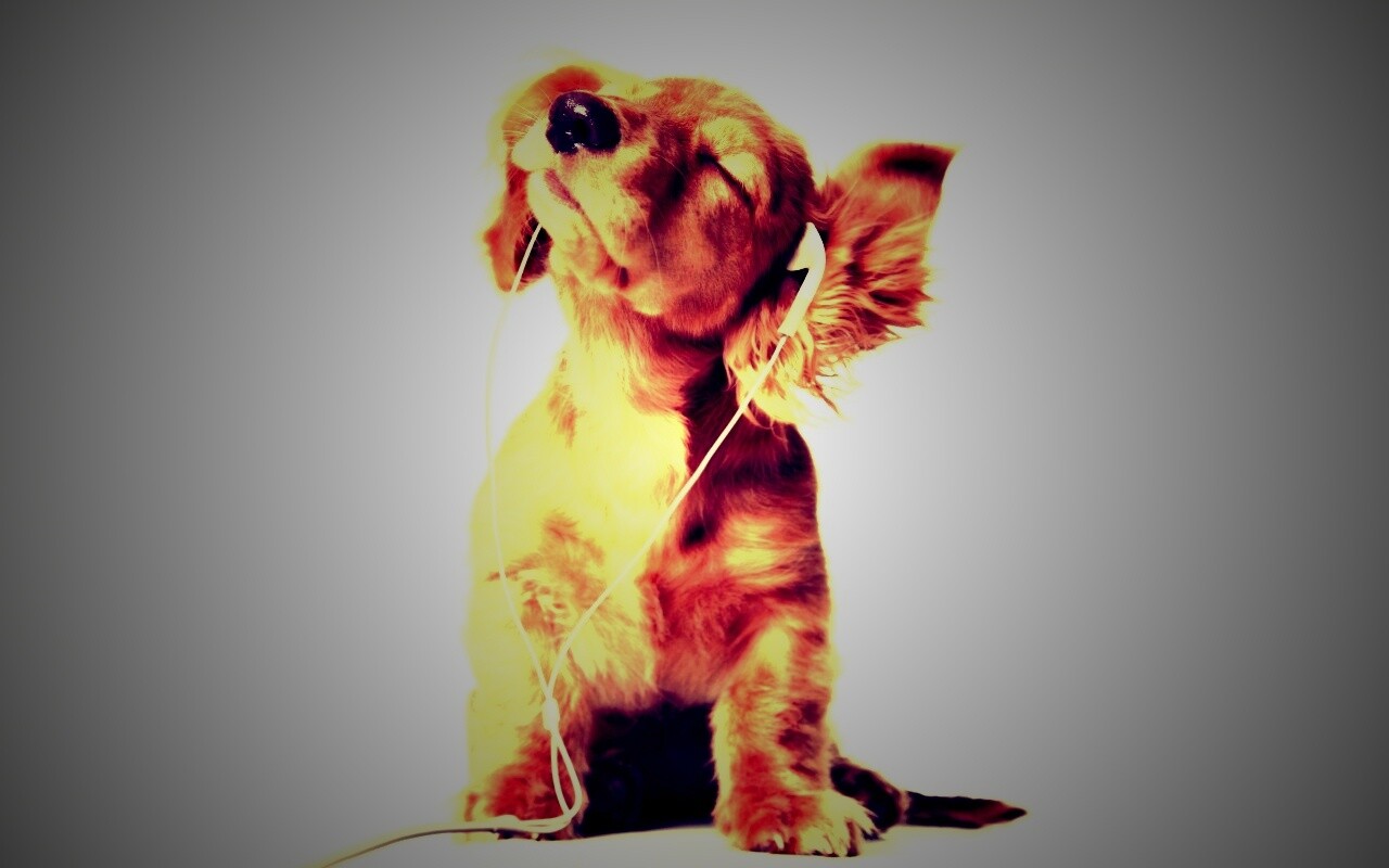 Щенок в наушниках обои