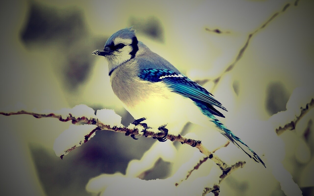 Маленькая синяя птичка обои