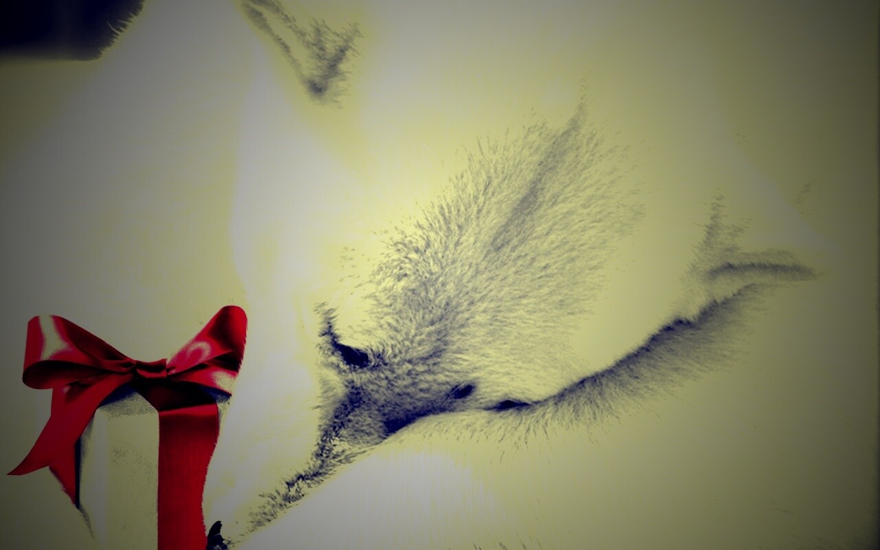 Белый мишка с подарком обои