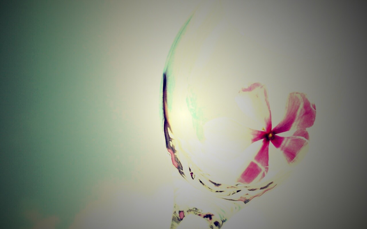 Нежный цветок в бокале на фоне голубого неба обои