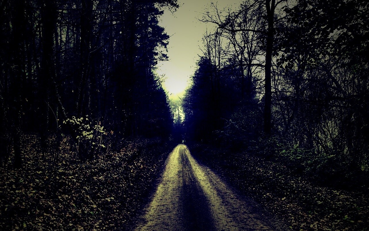 Дорога через лес обои