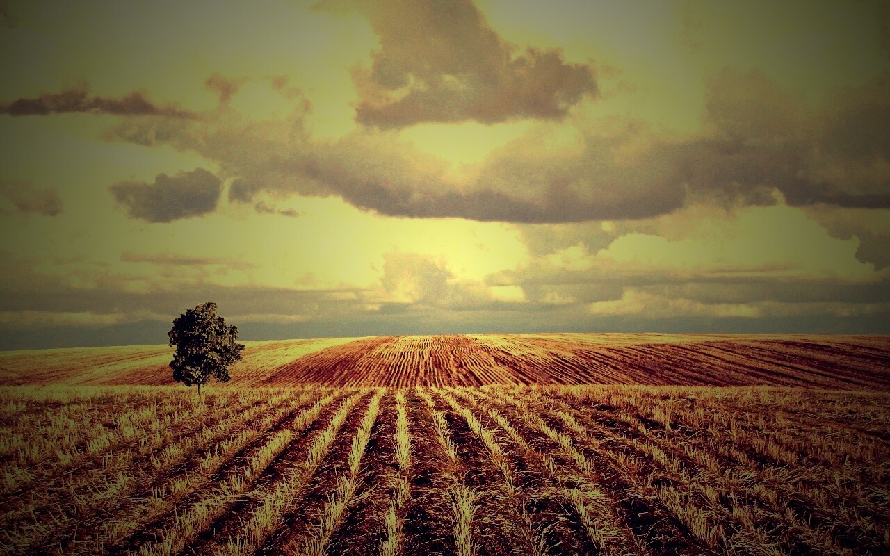 Дерево в поле обои