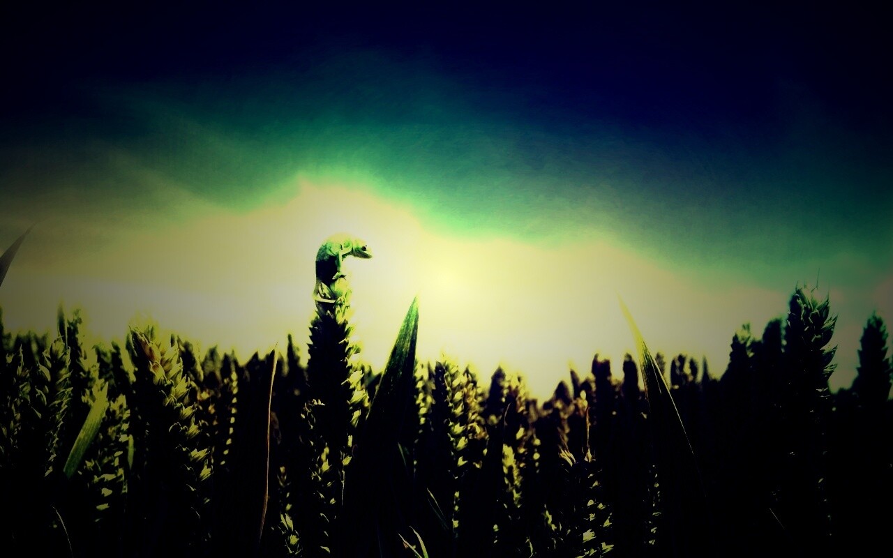 Маленький хамелеон на травинке обои