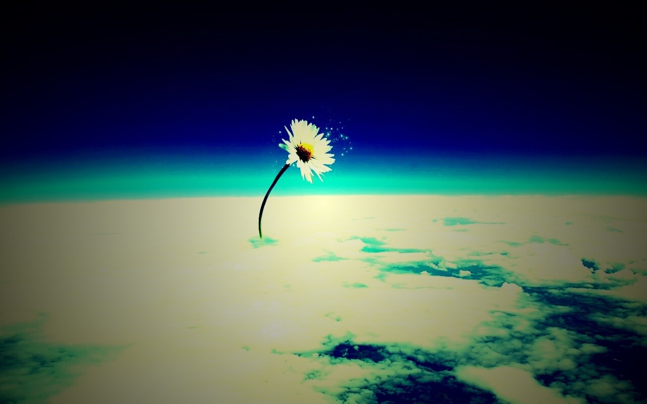 Ромашка в стратосфере обои