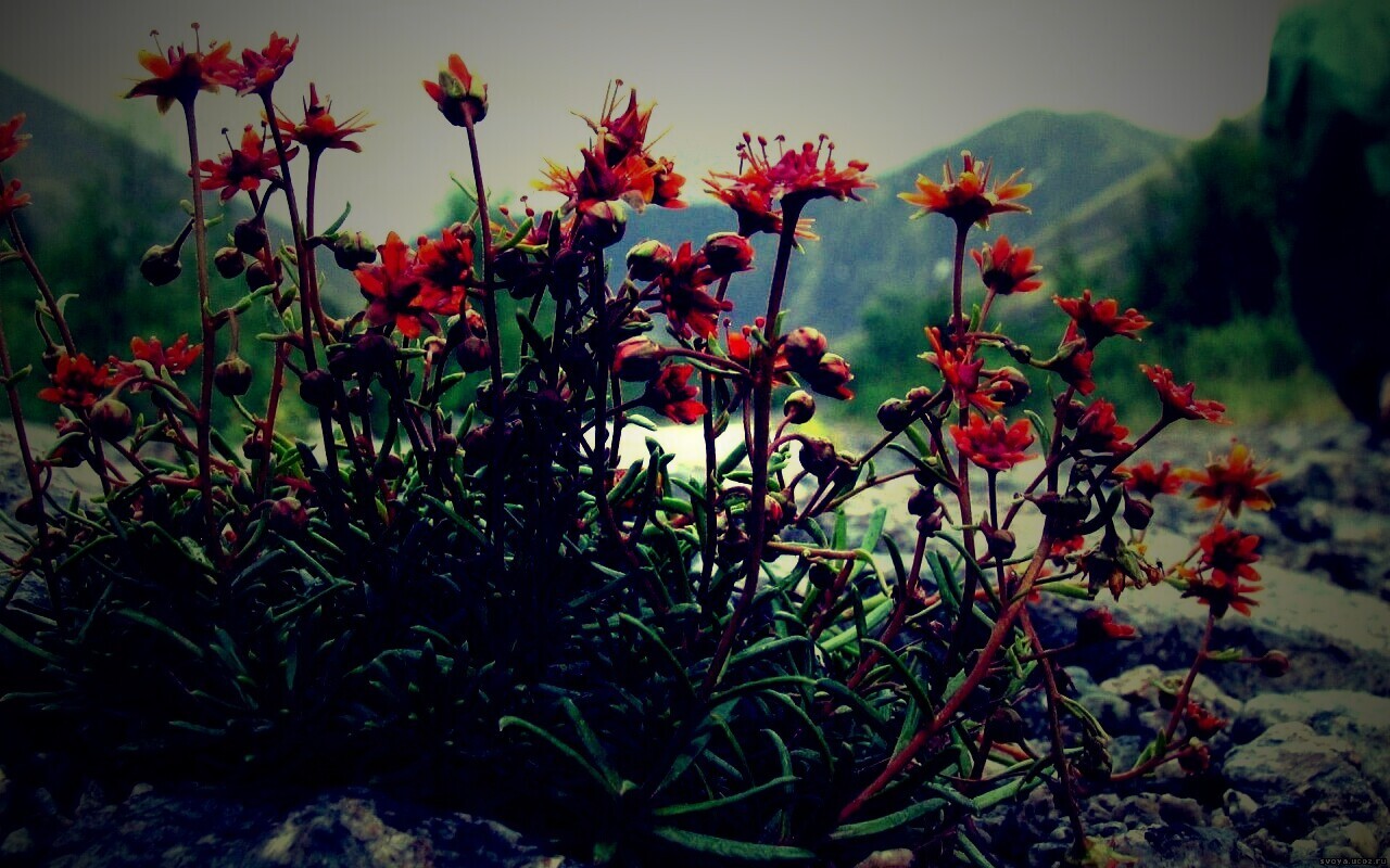 Горные цветы обои