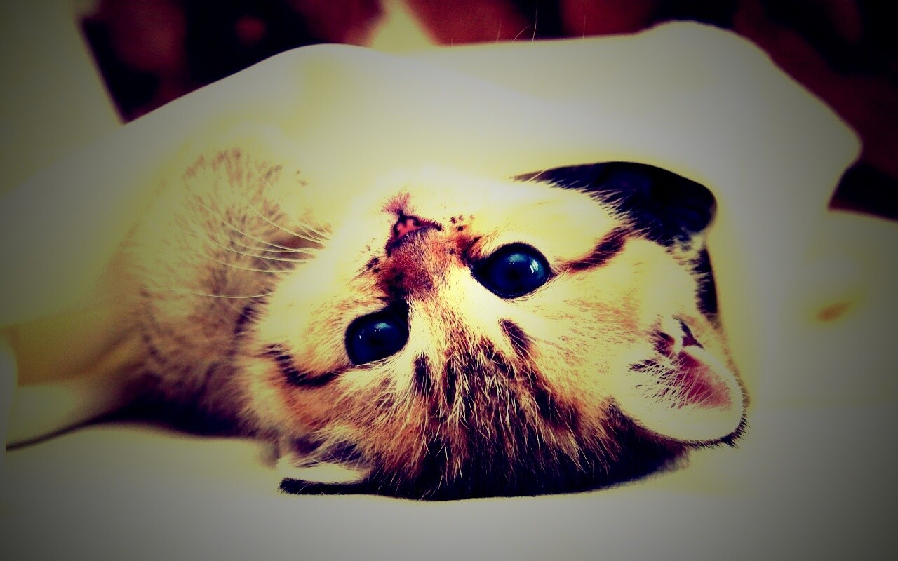 Котёнок вверх ногами обои