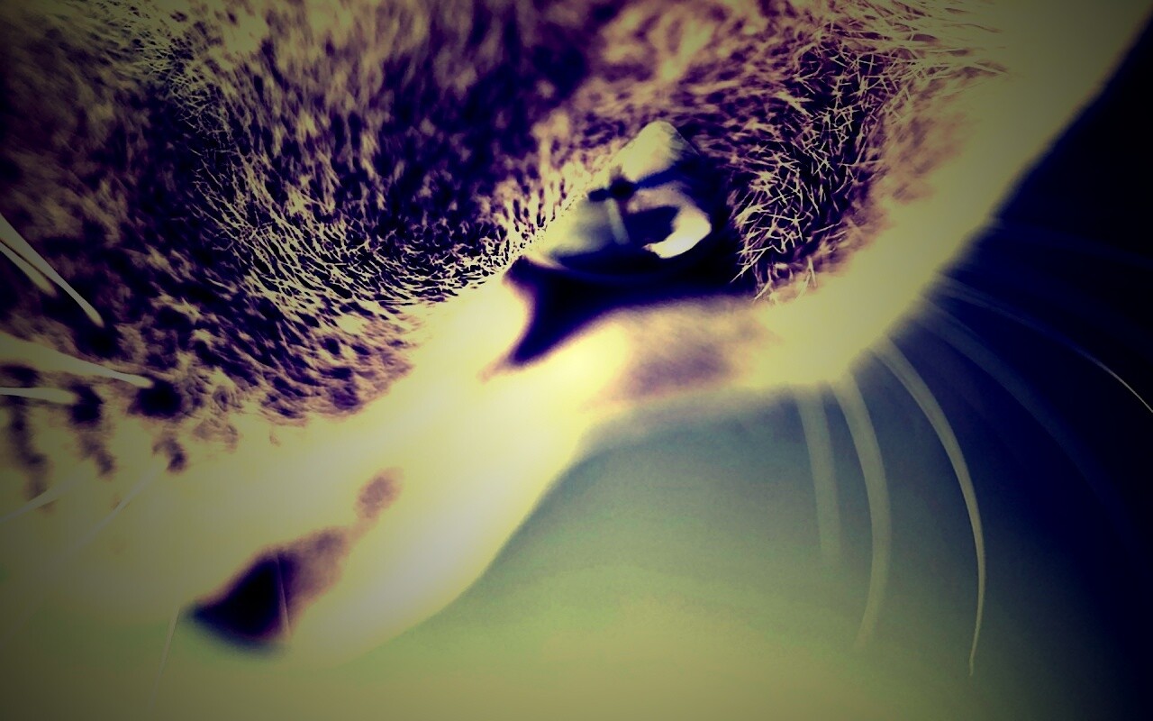 Макро фото мордашки кота обои