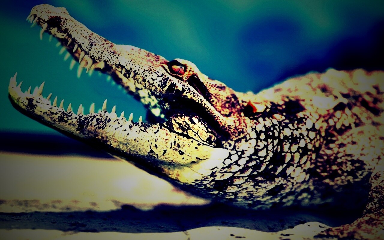 Крокодил разинул пасть обои