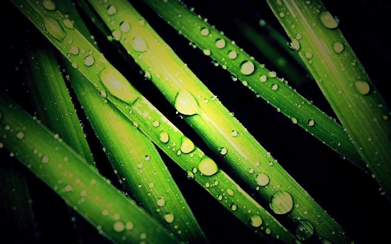 Капли на траве обои