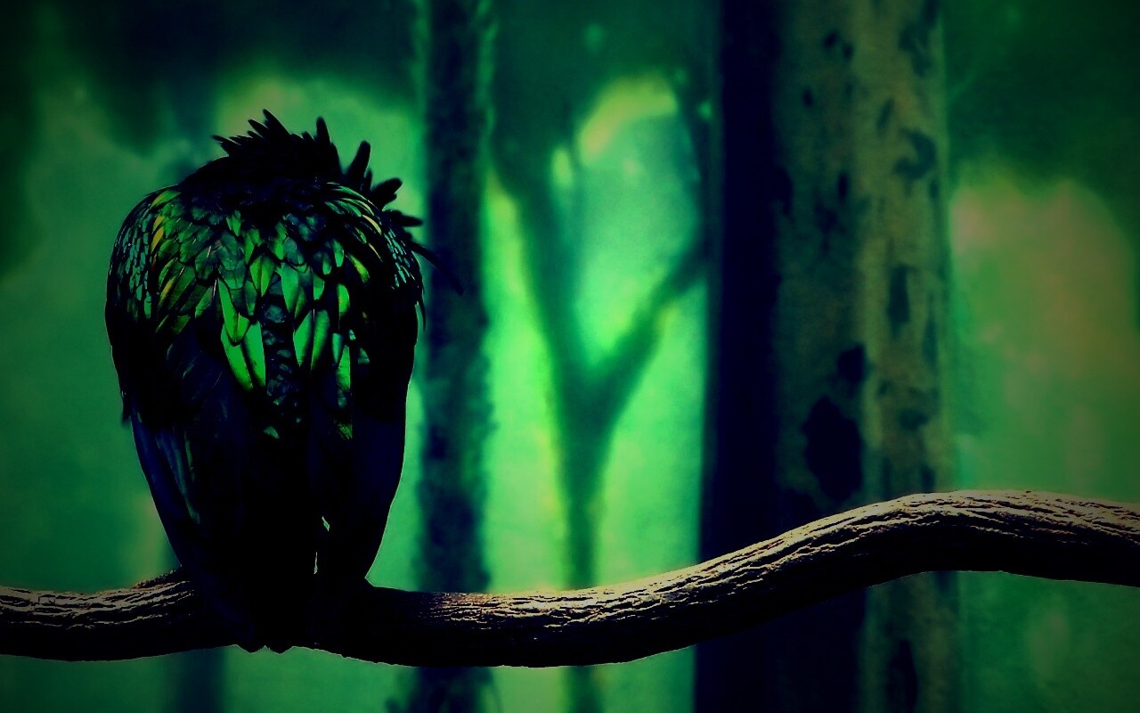 Птица спит на ветке обои