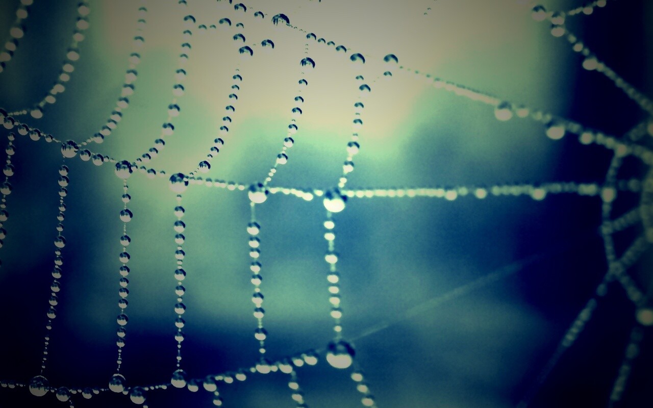 Капли росы на паутине обои