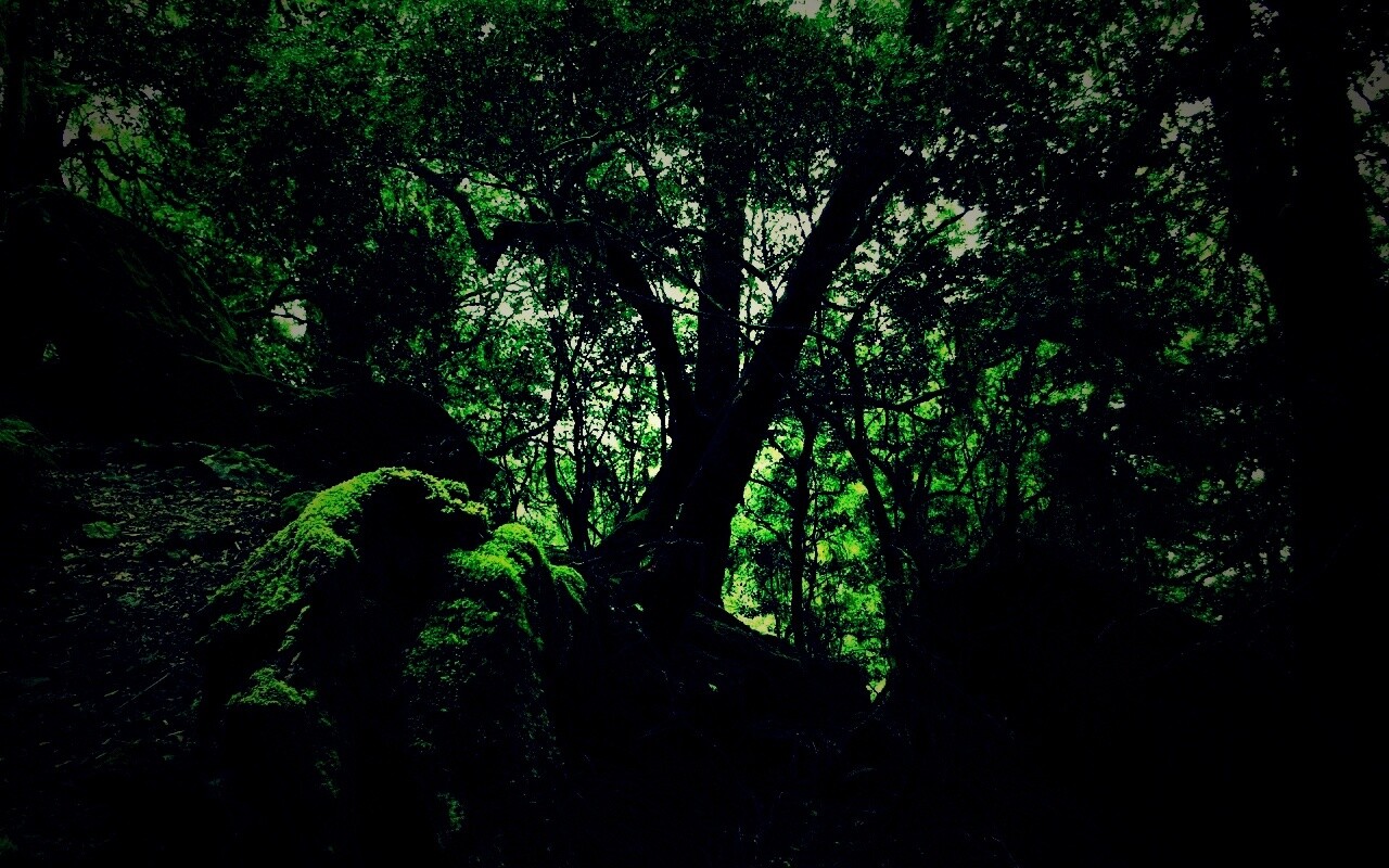 Чаща мшистого леса обои