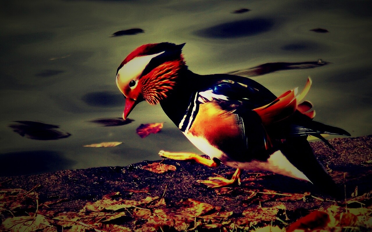 Уточка - мандаринка обои