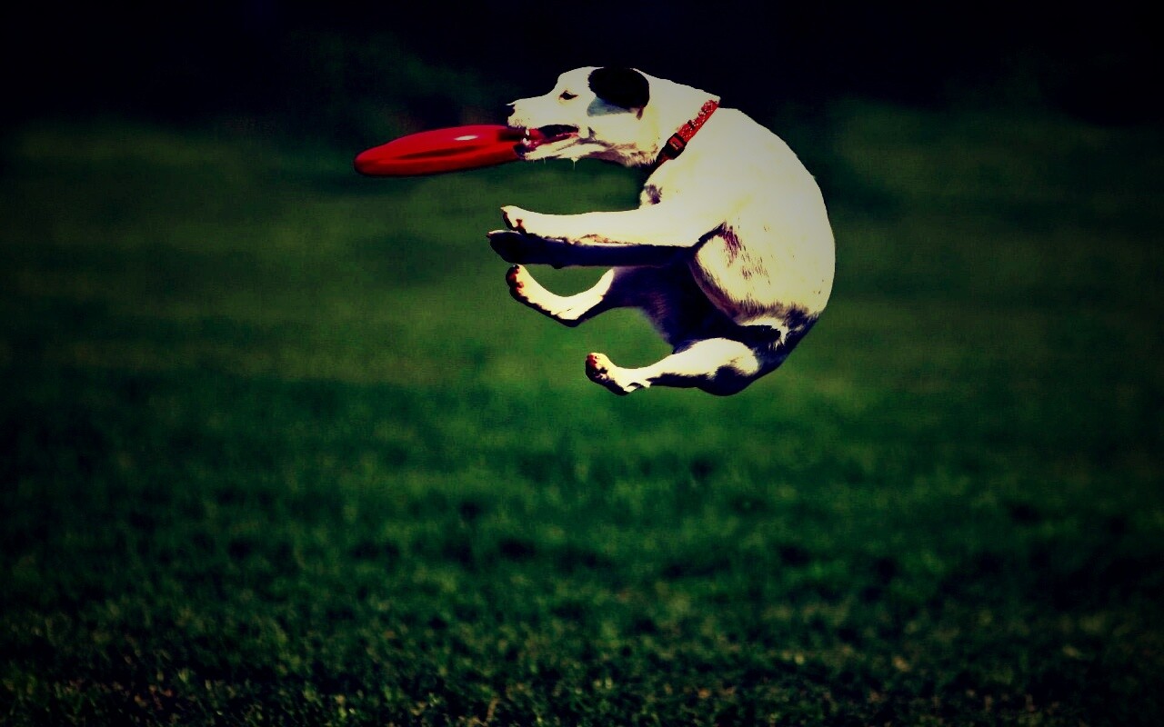 Ловкач обои