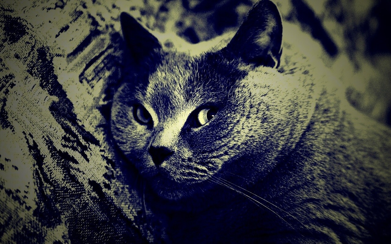 Щекастый британский котик обои