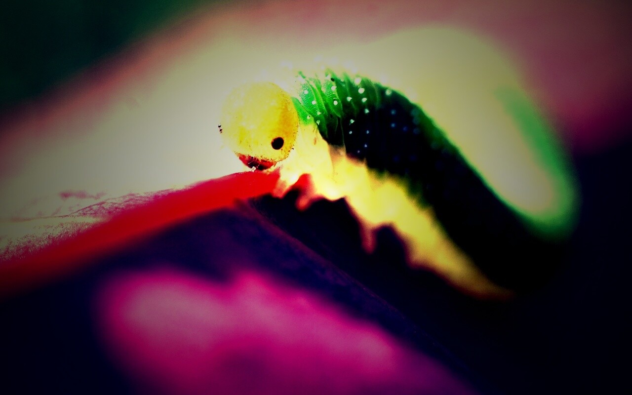 Гусеница бабочки на лепестке обои