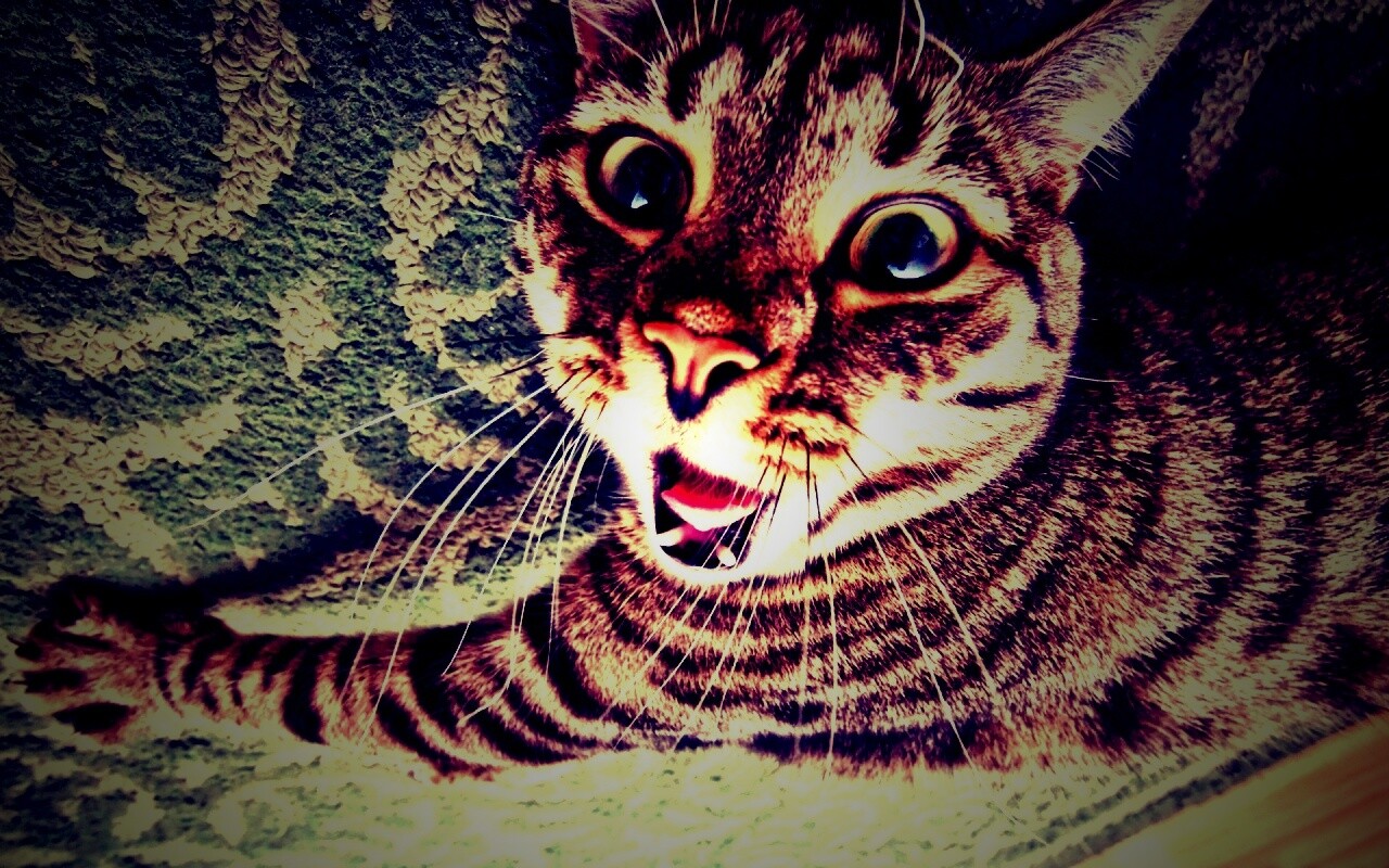 Спалившийся на ковре кошак обои