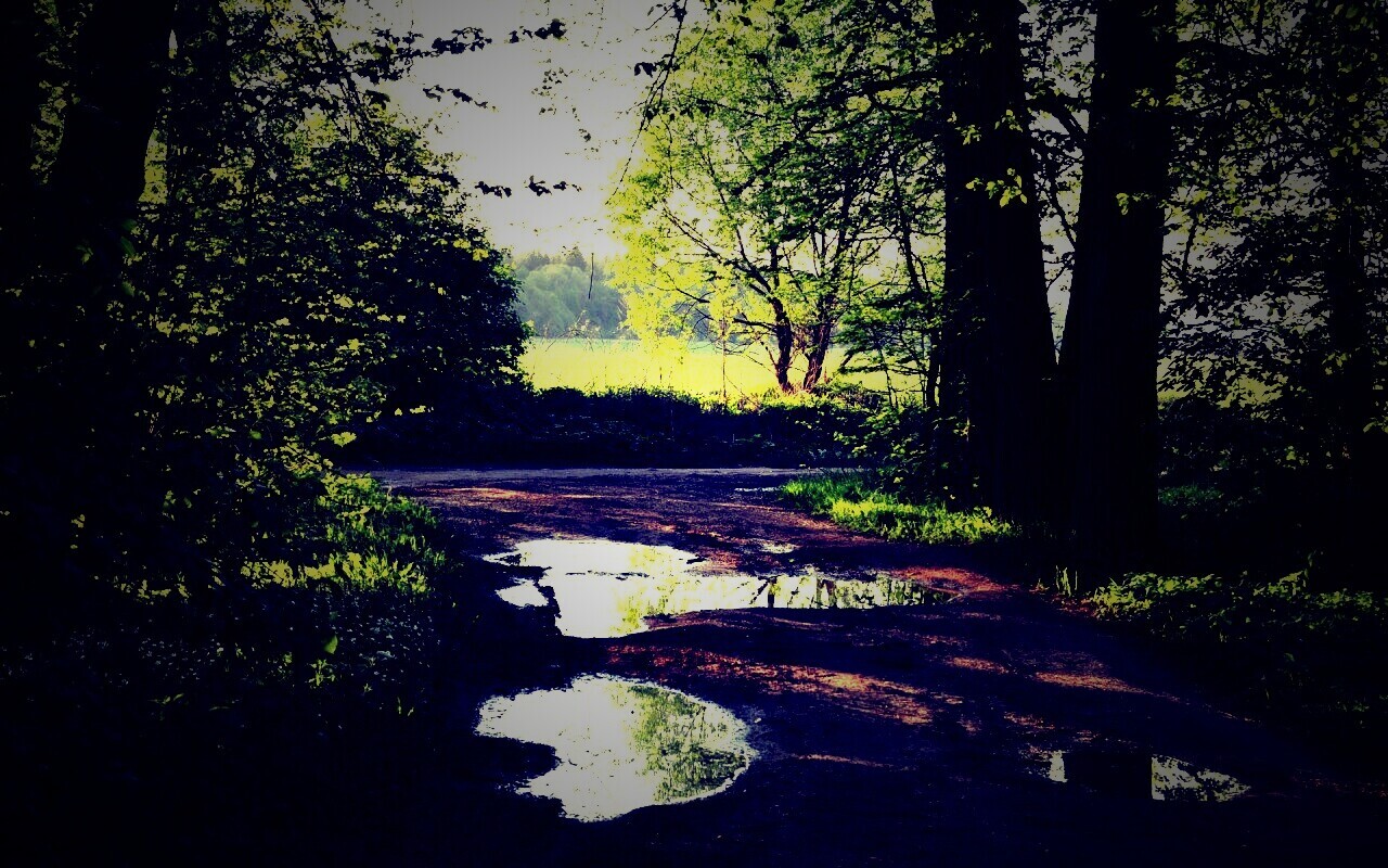 Лесная дорога обои