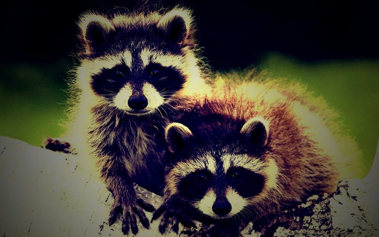 Полосатики обои