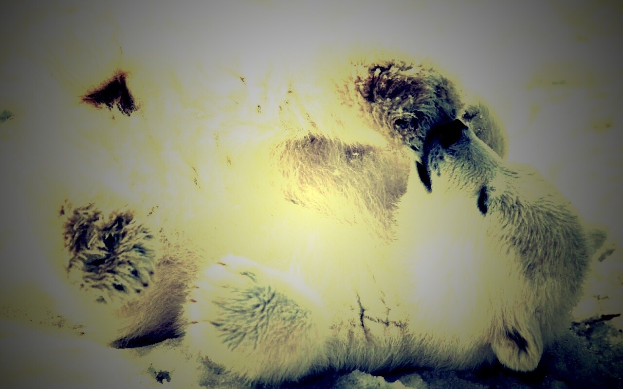 Мишка на севере обои