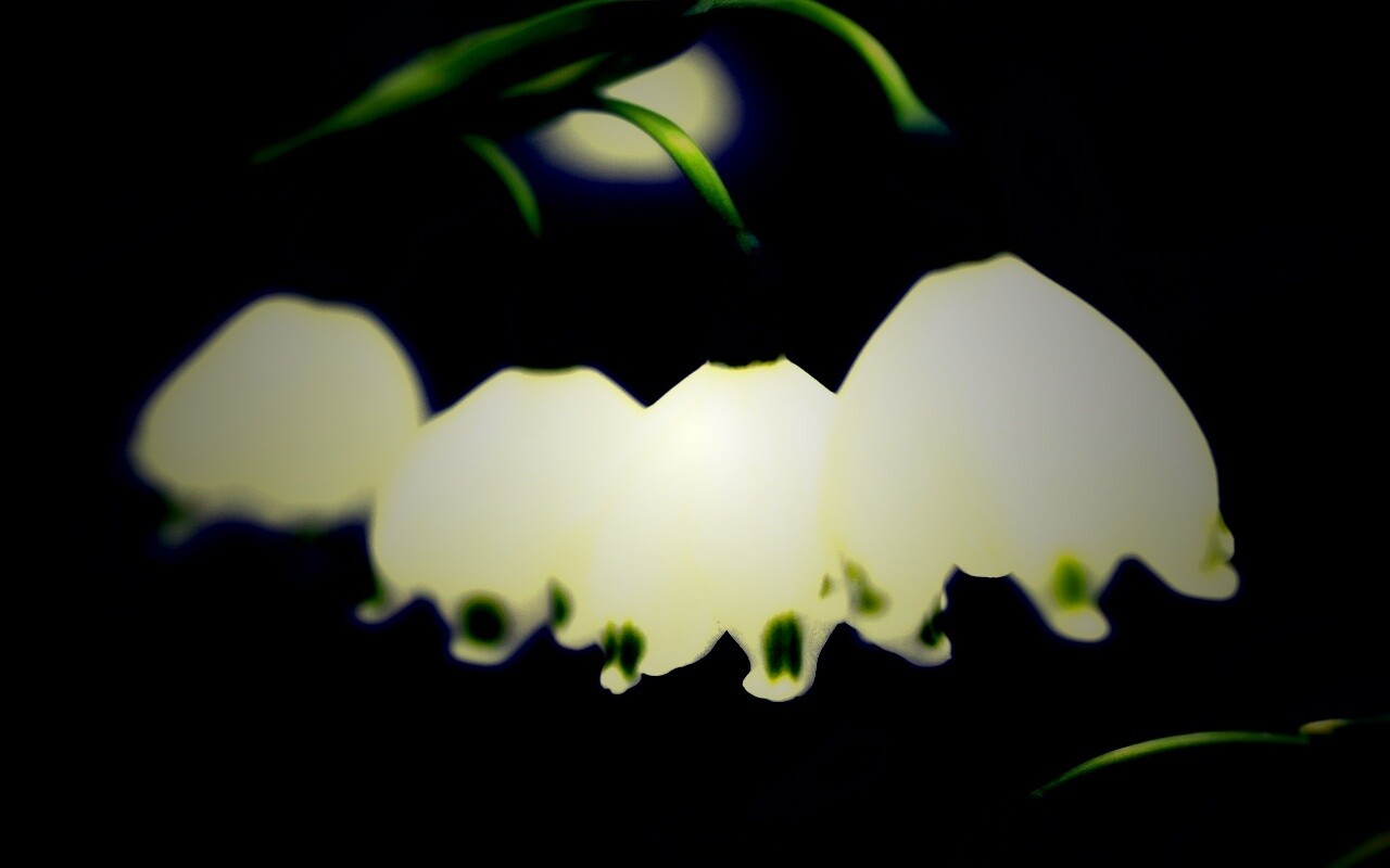 Белые ландыши обои