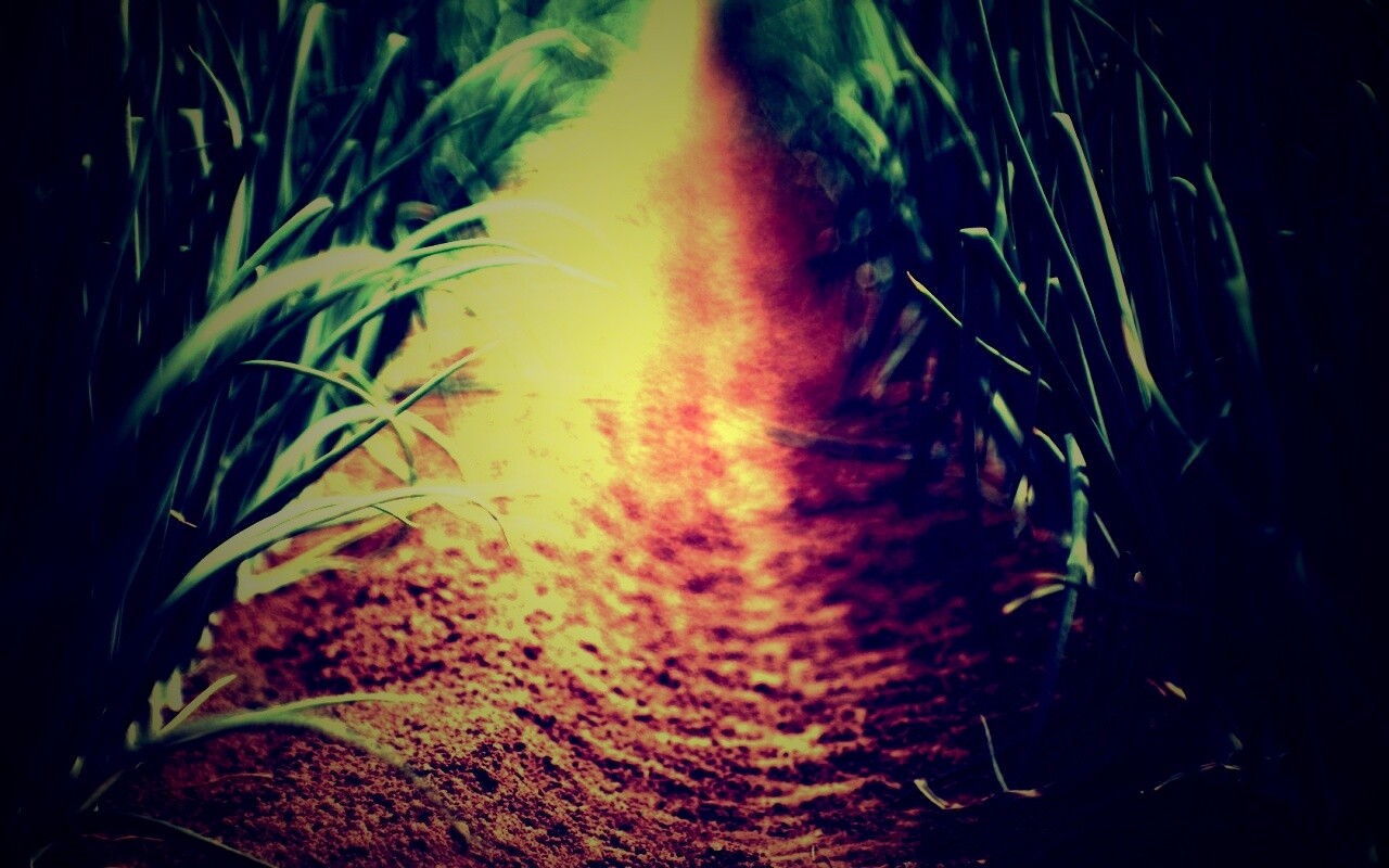 Тропинка в траве обои