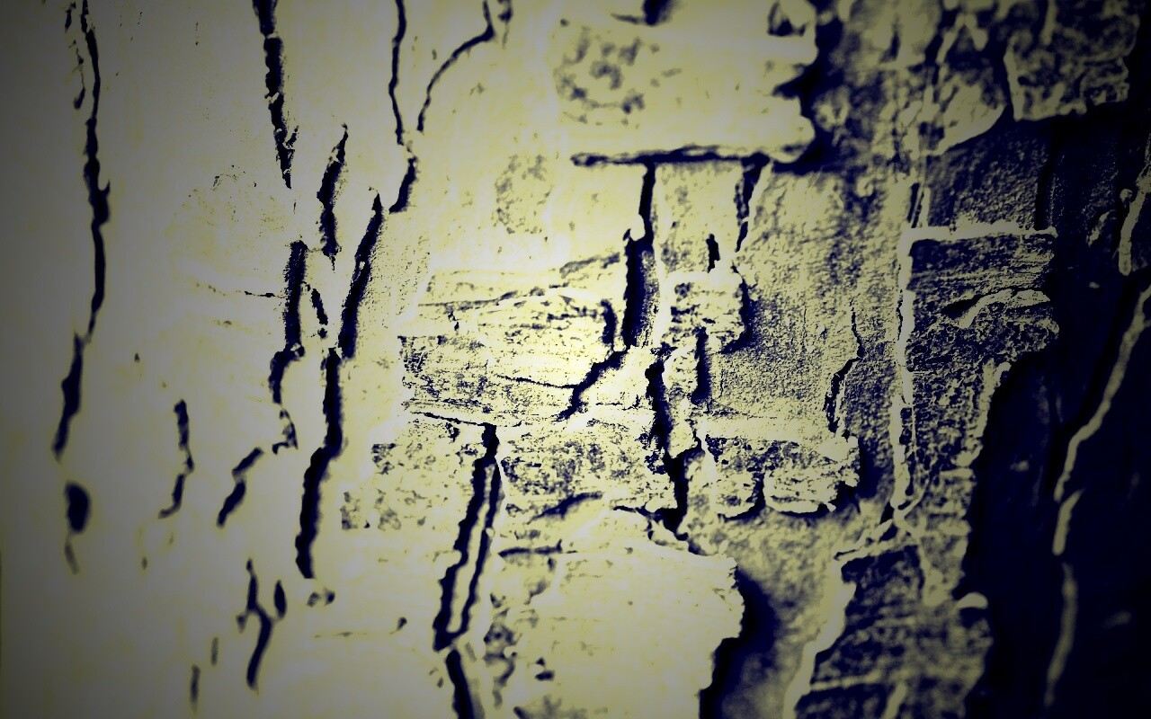 Белая кора обои