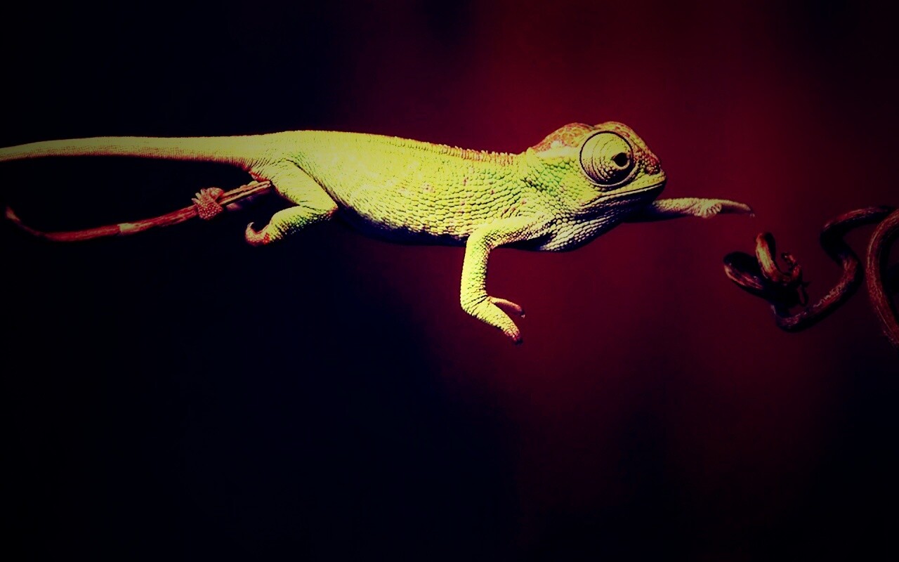 Ящерка тянется к ветке обои