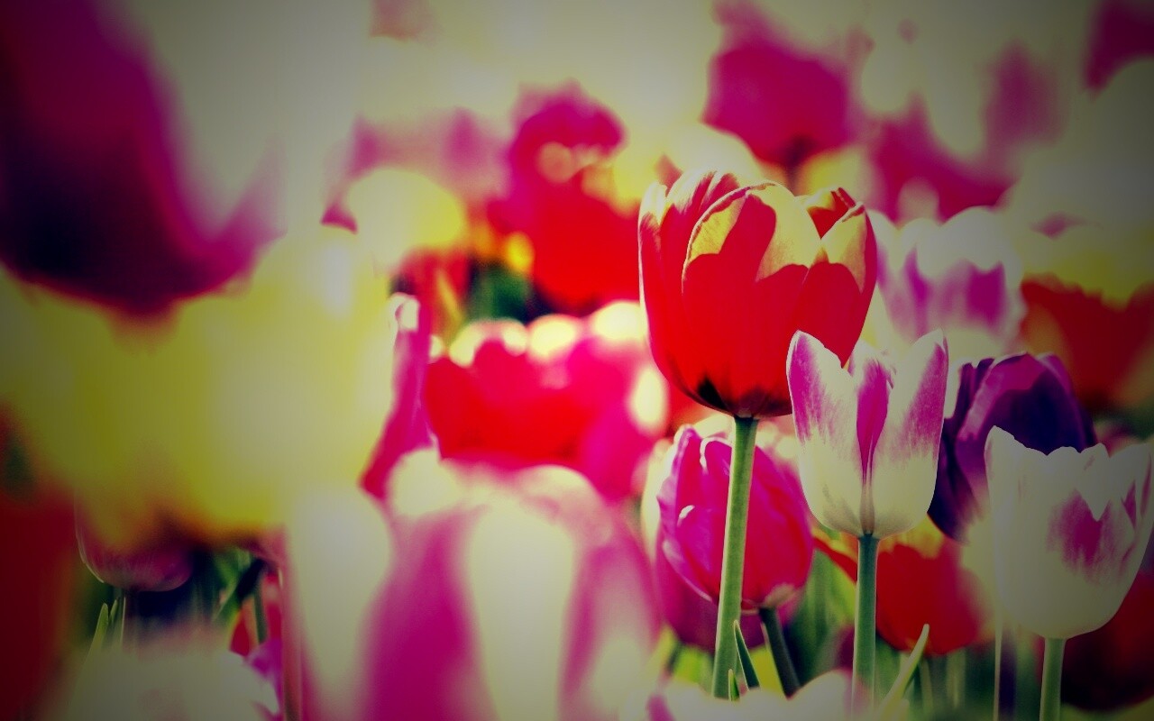 Красивые тюльпаны обои