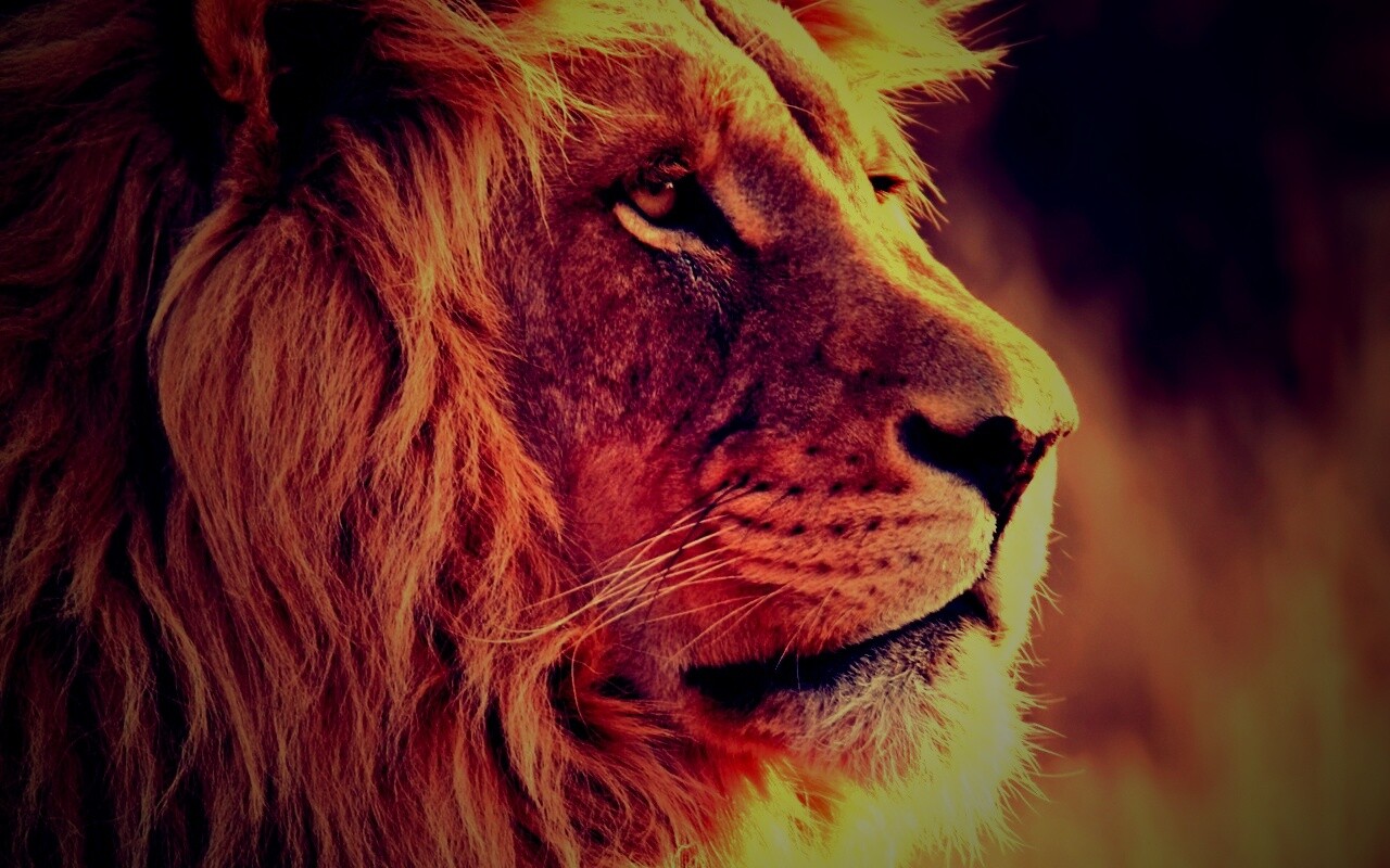 Лев обои