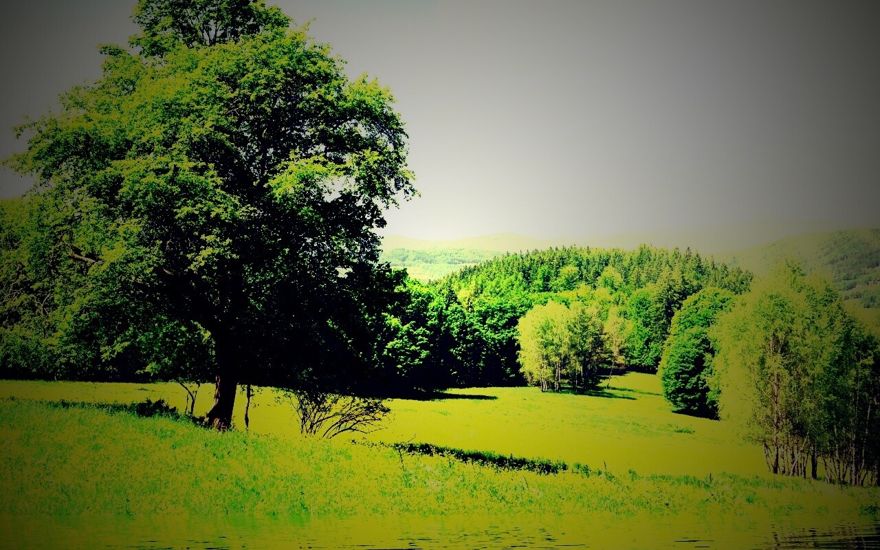 Дерево у воды обои