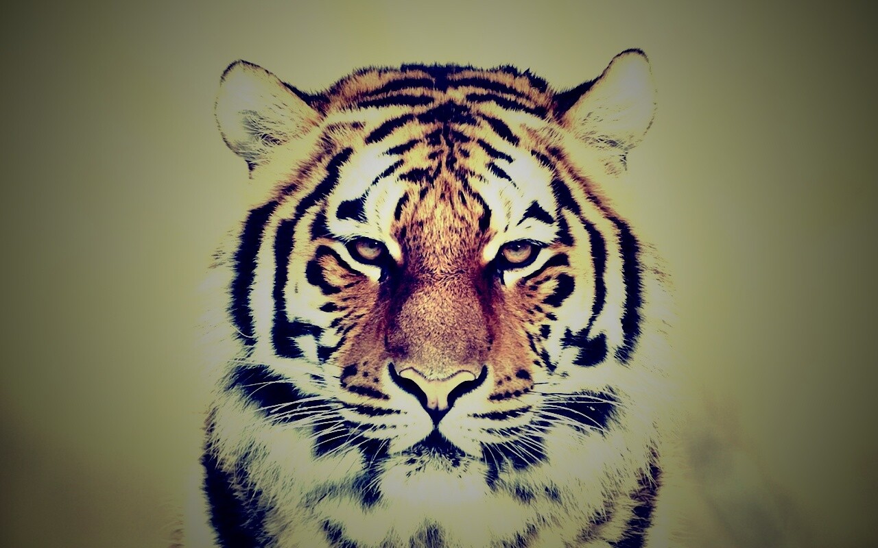 Красавец тигр обои