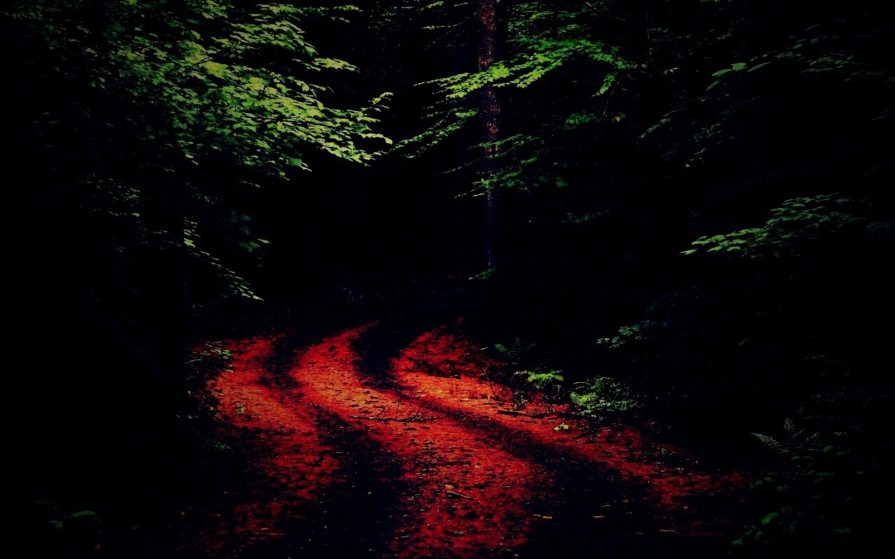 Лесная дорога обои