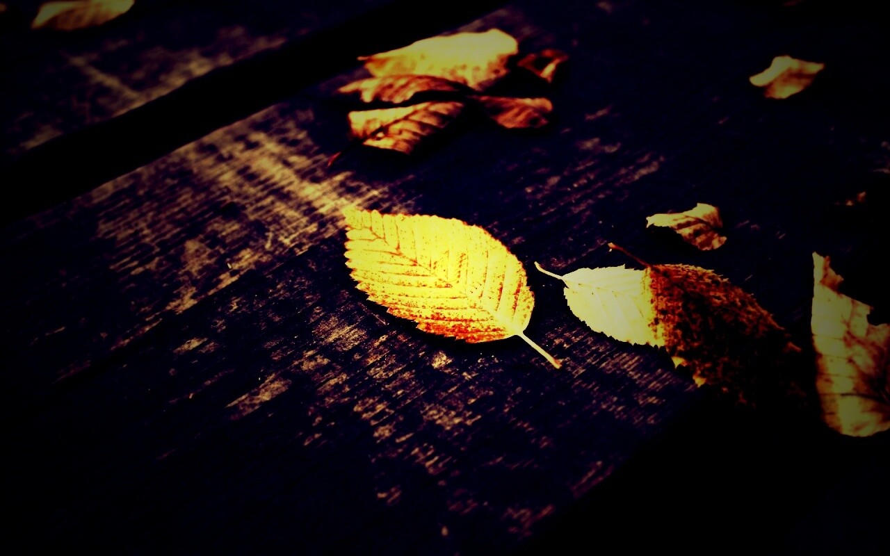 Опавшая листва обои