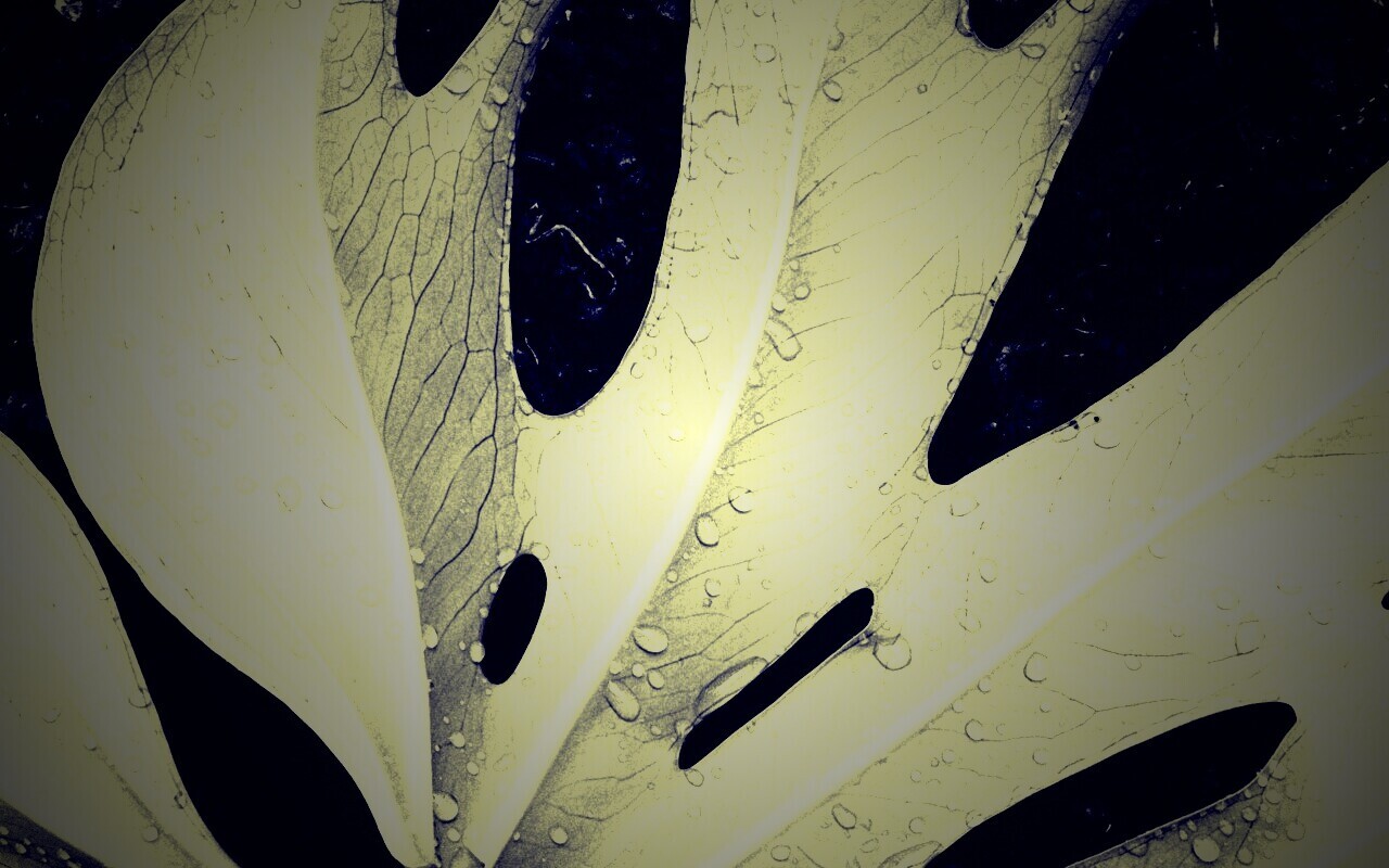 Белый лист обои