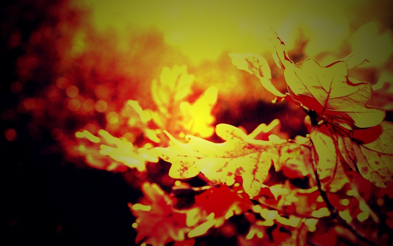 Дубовые листья обои