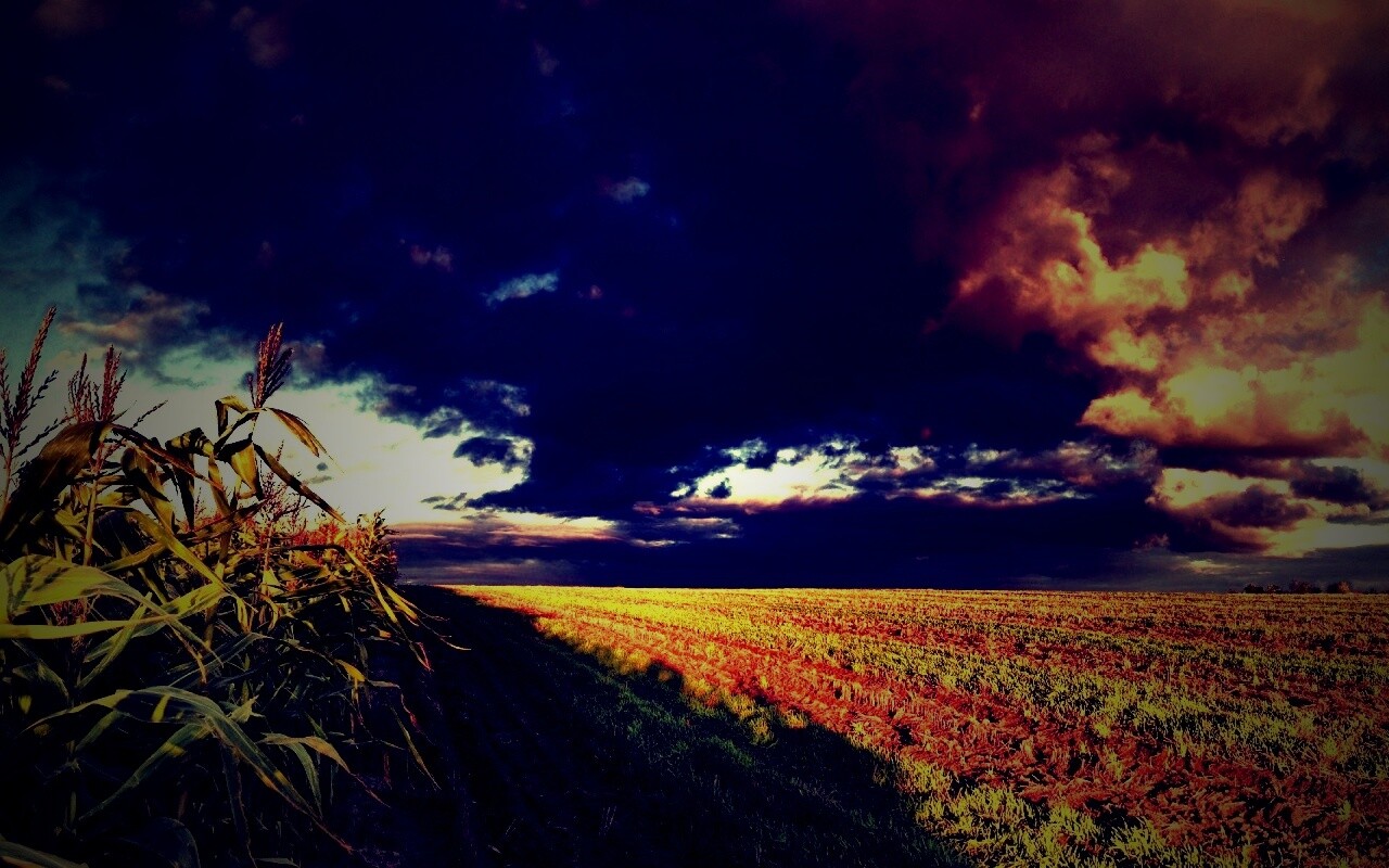 Кукурузное поле обои