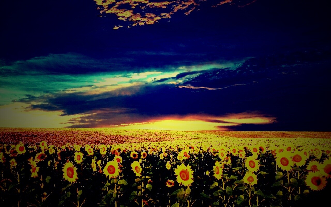 Целое поле подсолнухов обои