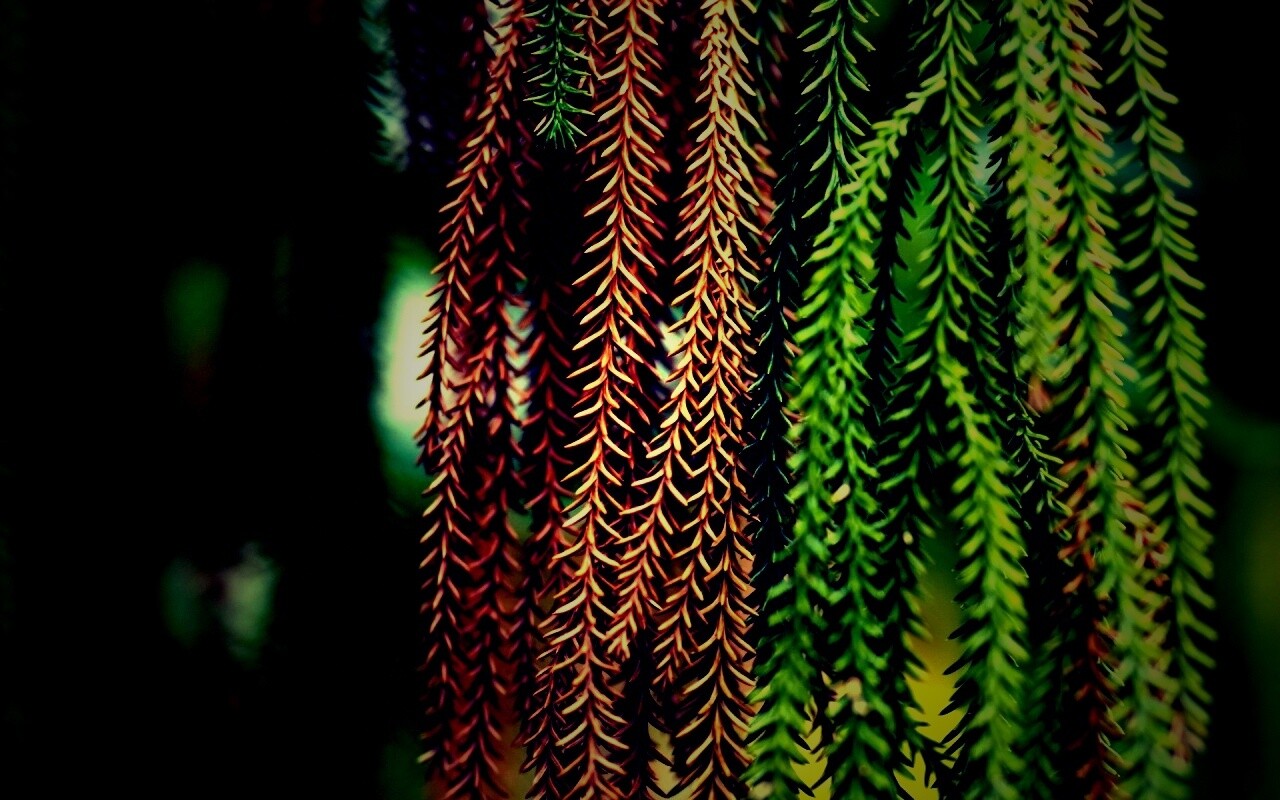 Зеленые колючки обои