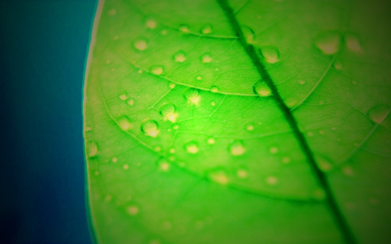 Зеленый листик в макро обои
