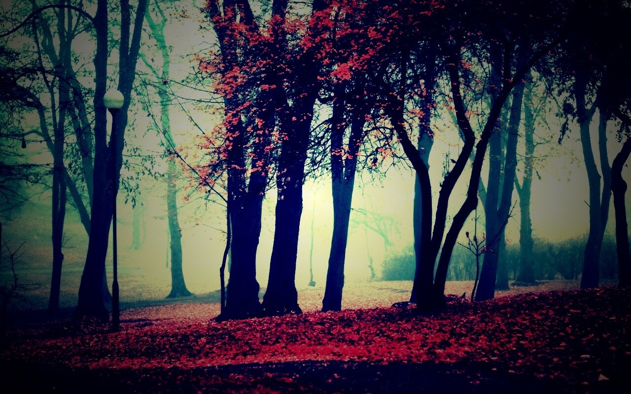 Парк красных листьев обои