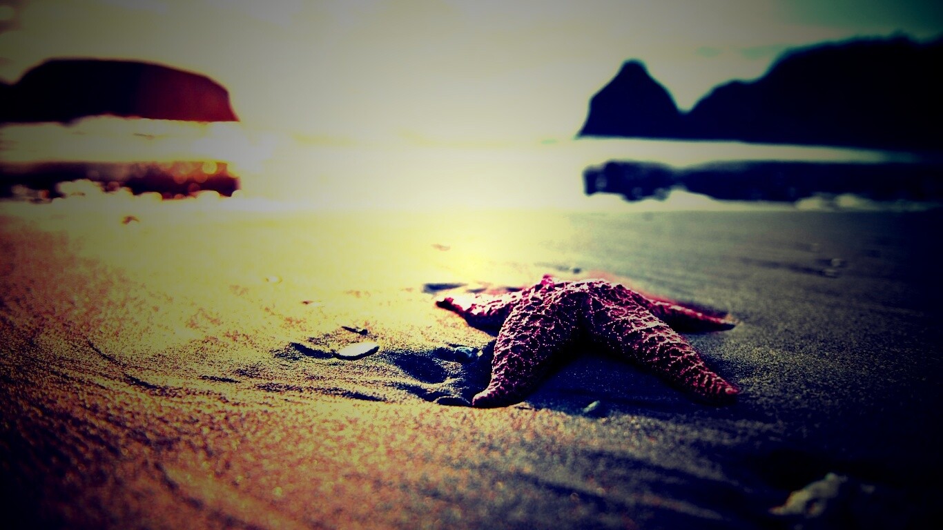 Морская звезда обои