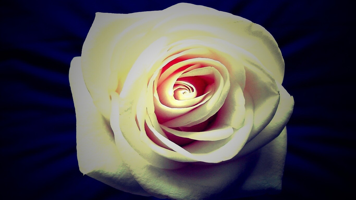 Белая роза обои