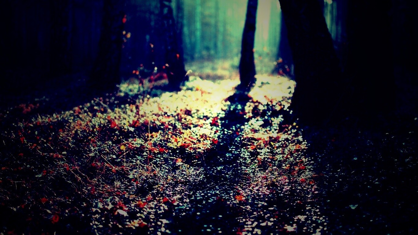 Лесная земля обои