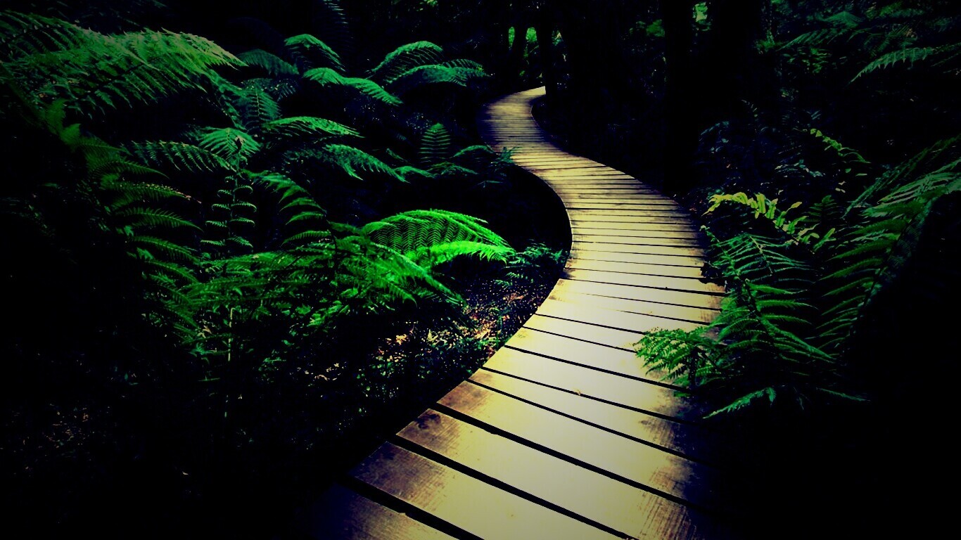 Дорожка в зарослях обои