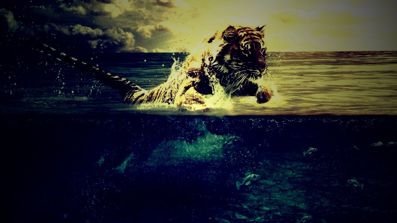 Тигр купается обои