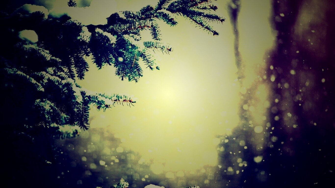 Еловые лапы в снегу обои