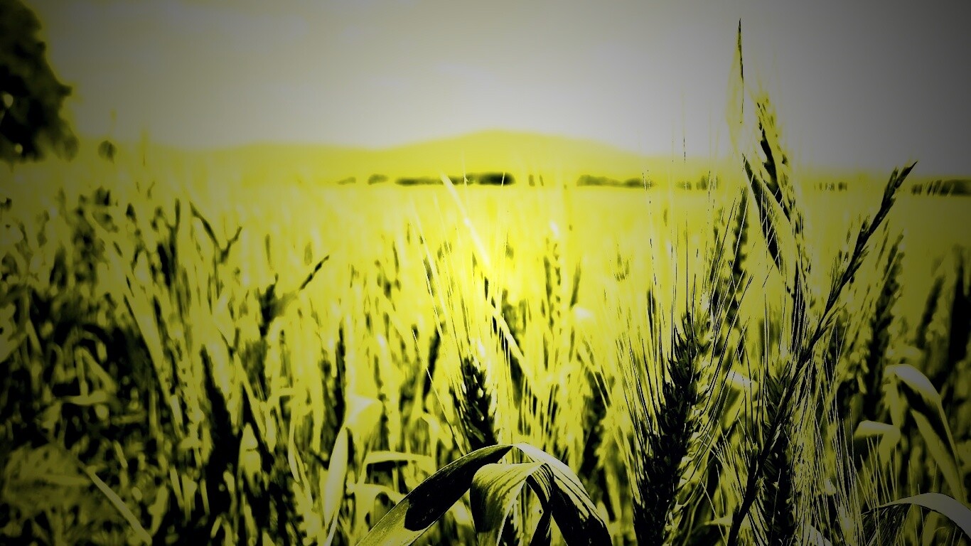 В полях обои