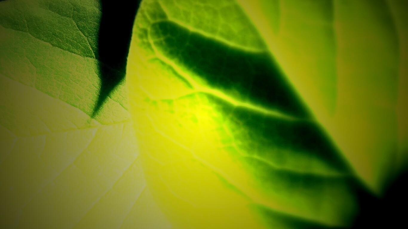 Свет на листве обои