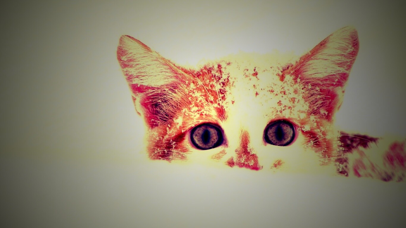 Рыжий котёнок в снегу обои